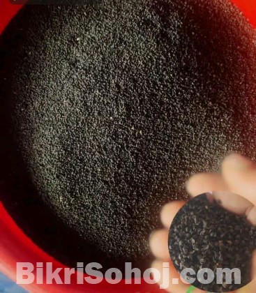 লাল তীর হাইব্রিড জাতের পেঁয়াজের দানা বীজ
